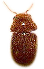 Cigerette Beetle